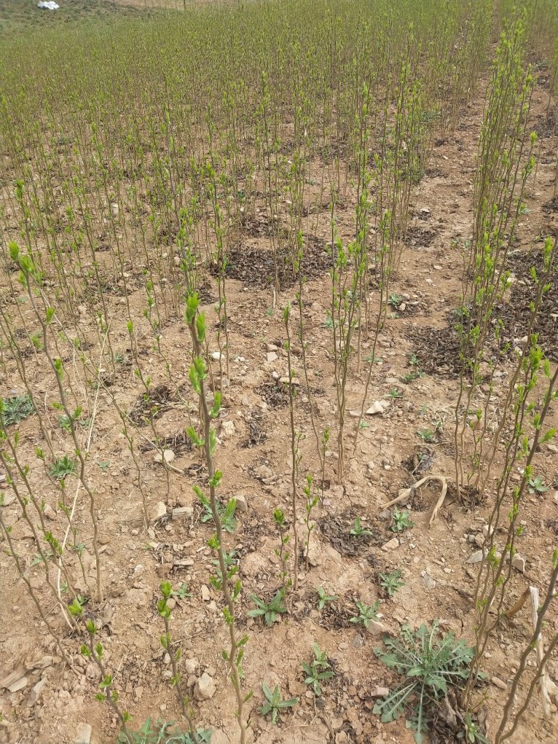 供应杜仲树苗0.5到1.5。产地直销欢迎选购