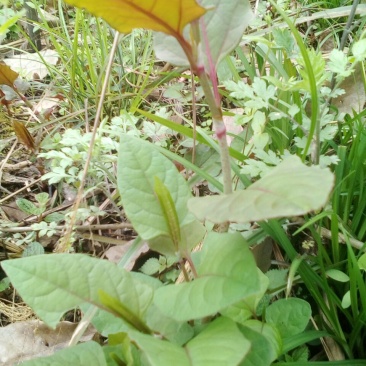 野生虎杖