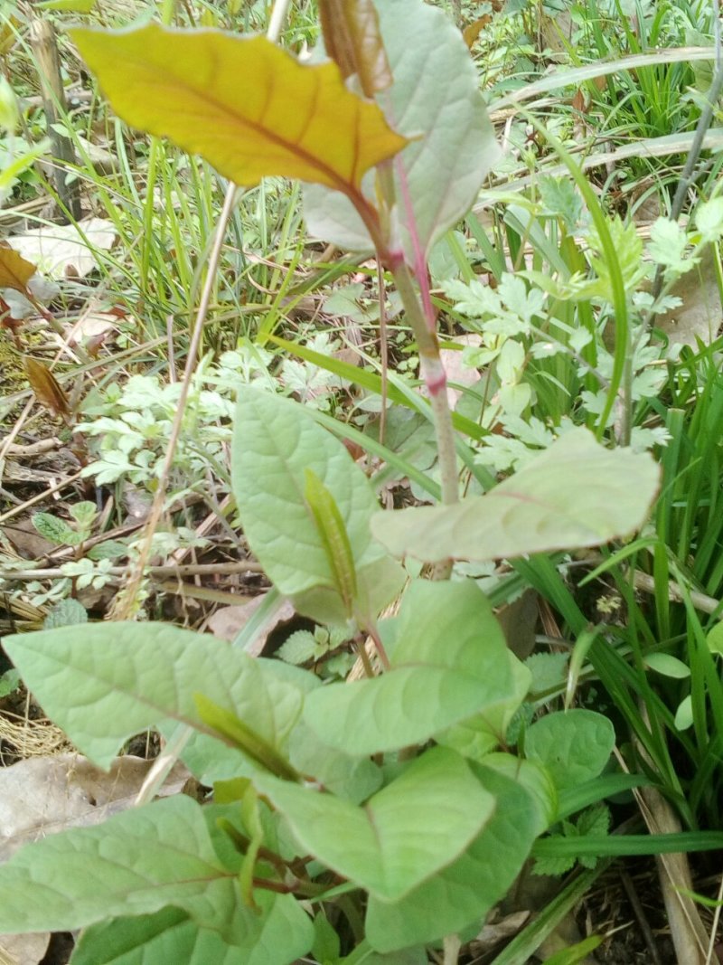 野生虎杖