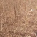 出售百万文冠果一年生苗