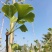 银杏树苗大树南北方种植特价银杏苗庭院大型银杏树绿化苗白果