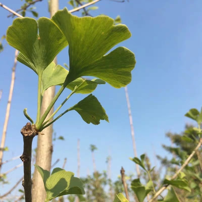 银杏树苗大树南北方种植特价银杏苗庭院大型银杏树绿化苗白果