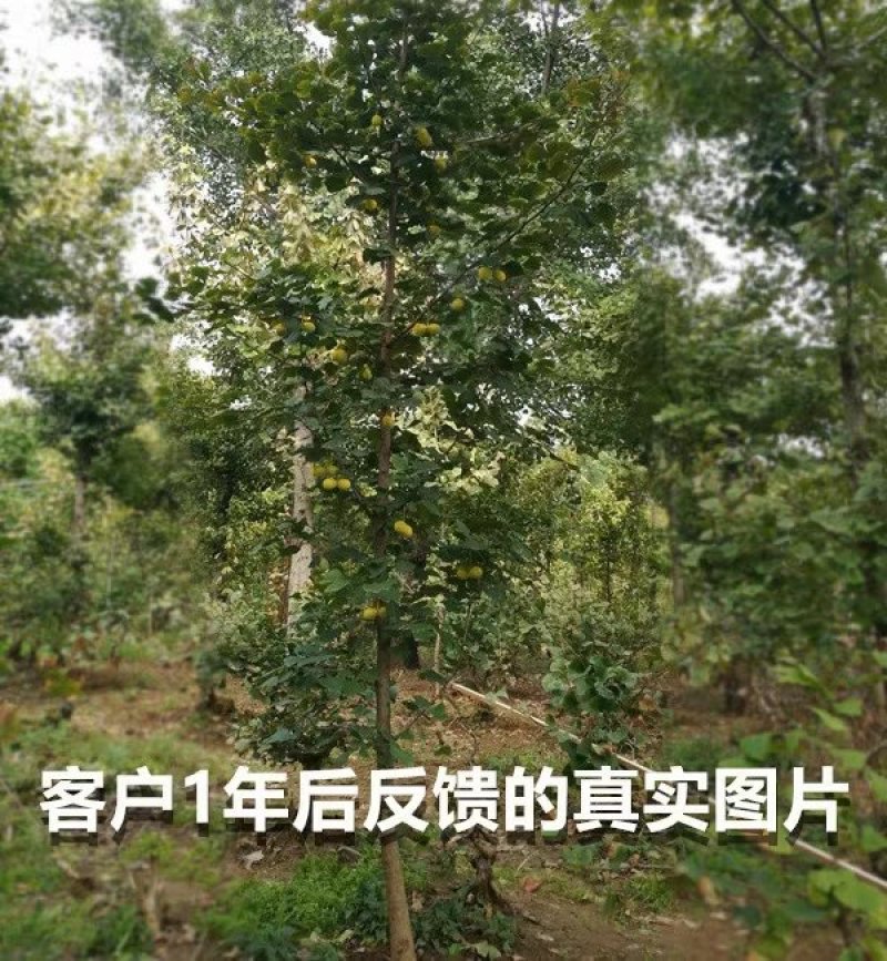 银杏树苗大树南北方种植特价银杏苗庭院大型银杏树绿化苗白果