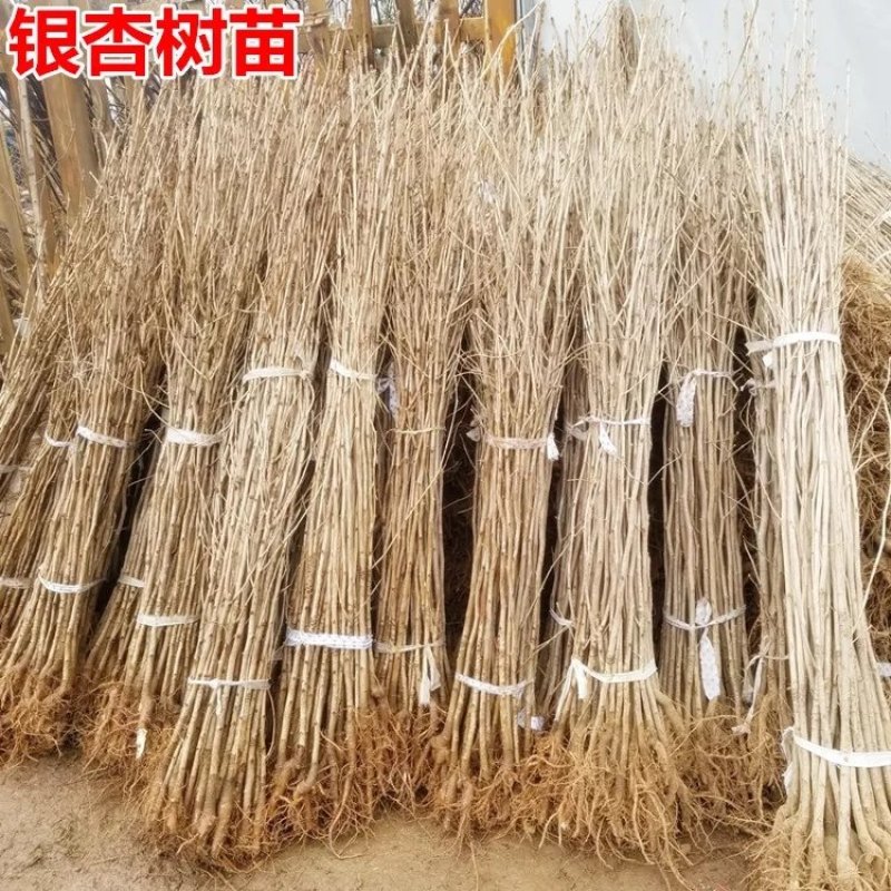银杏树苗大树南北方种植特价银杏苗庭院大型银杏树绿化苗白果