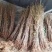 银杏树苗大树南北方种植特价银杏苗庭院大型银杏树绿化苗白果