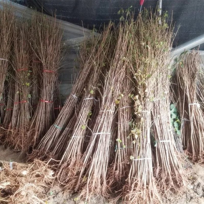 银杏树苗大树南北方种植特价银杏苗庭院大型银杏树绿化苗白果