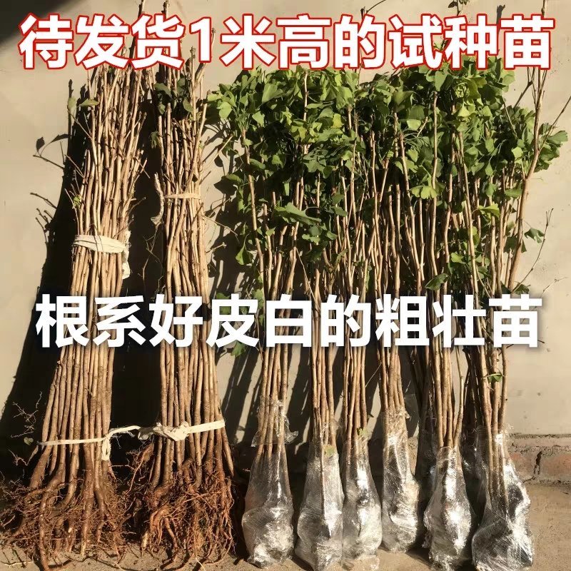 银杏树苗大树南北方种植特价银杏苗庭院大型银杏树绿化苗白果