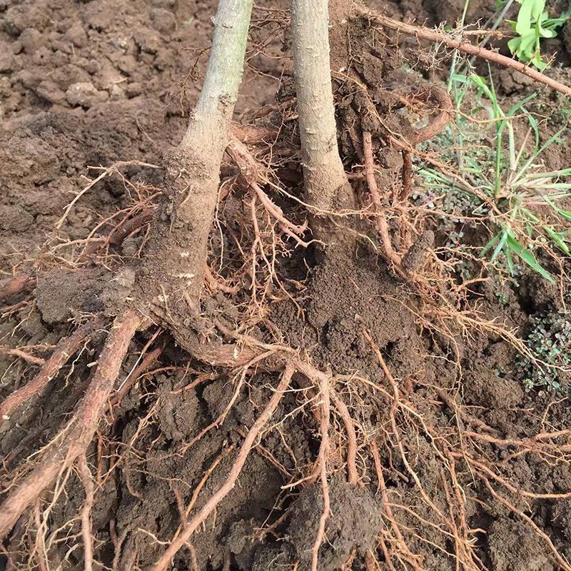 银杏树苗大树南北方种植特价银杏苗庭院大型银杏树绿化苗白果