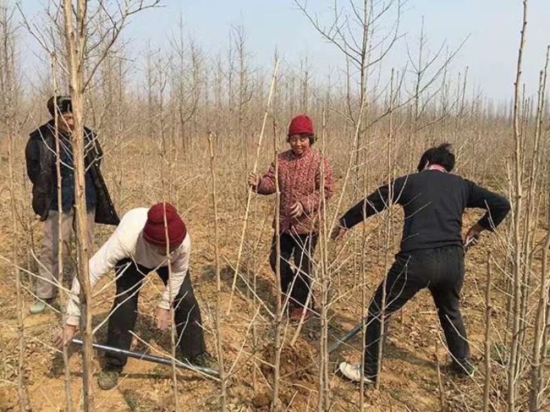 银杏树苗大树南北方种植特价银杏苗庭院大型银杏树绿化苗白果