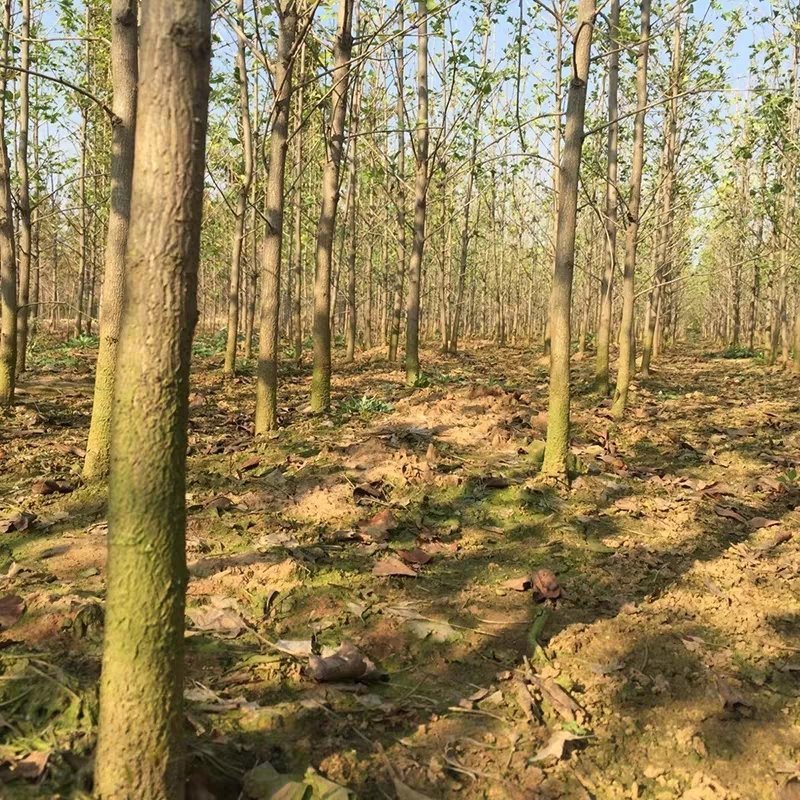 银杏树苗大树南北方种植特价银杏苗庭院大型银杏树绿化苗白果