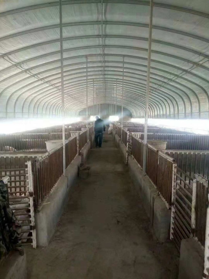 张家口养猪大棚.养鸡养鸭大棚.蔬菜温室大棚.