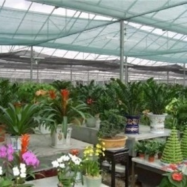 花卉大棚草莓大棚葡萄大棚骨架温室蔬菜养殖棚
