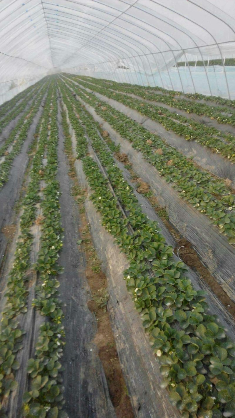 花卉大棚草莓大棚葡萄大棚骨架温室蔬菜养殖棚