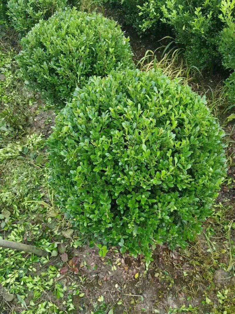 瓜子黄杨球