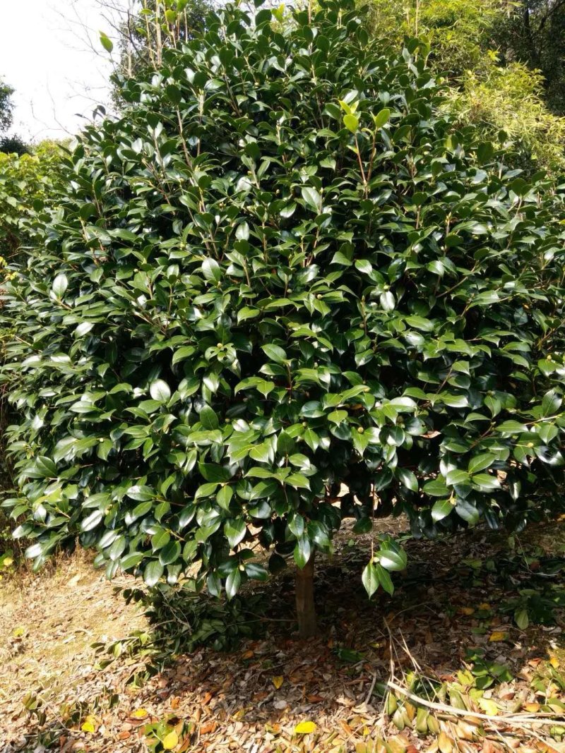 茶花