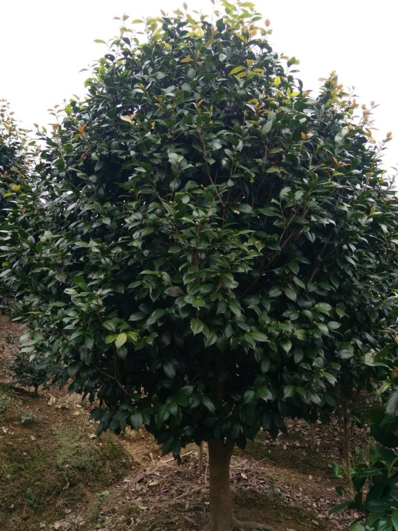 茶花