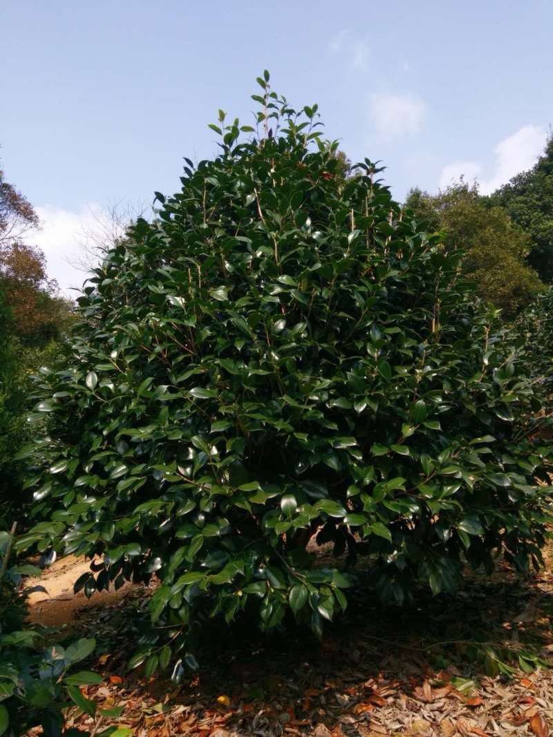 茶花