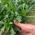 绿化植被