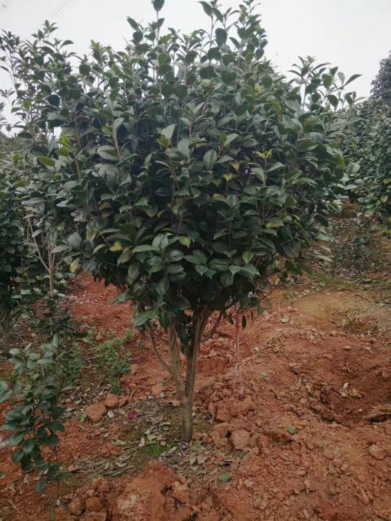 大量供应茶花，大叶七星茶花，冠有20公分到三米