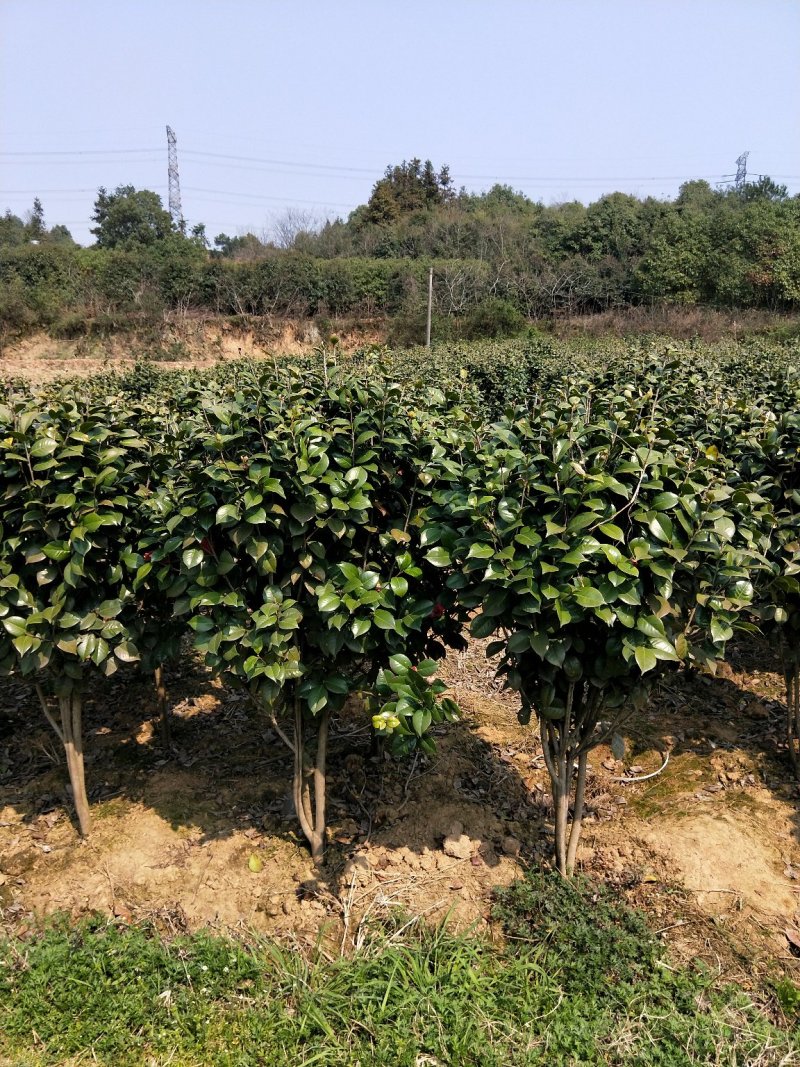 大量供应茶花，大叶七星茶花，冠有20公分到三米