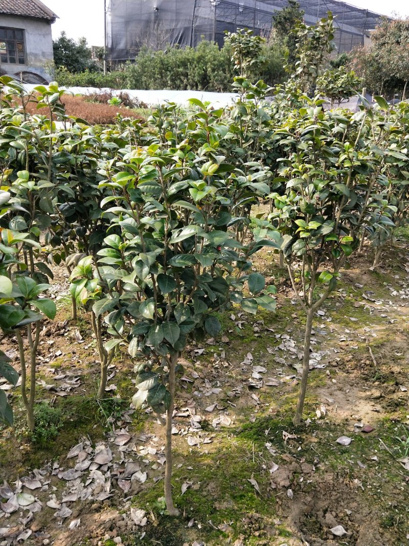 大量供应茶花，大叶七星茶花，冠有20公分到三米