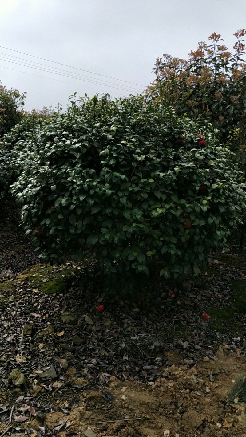 大量供应茶花，大叶七星茶花，冠有20公分到三米