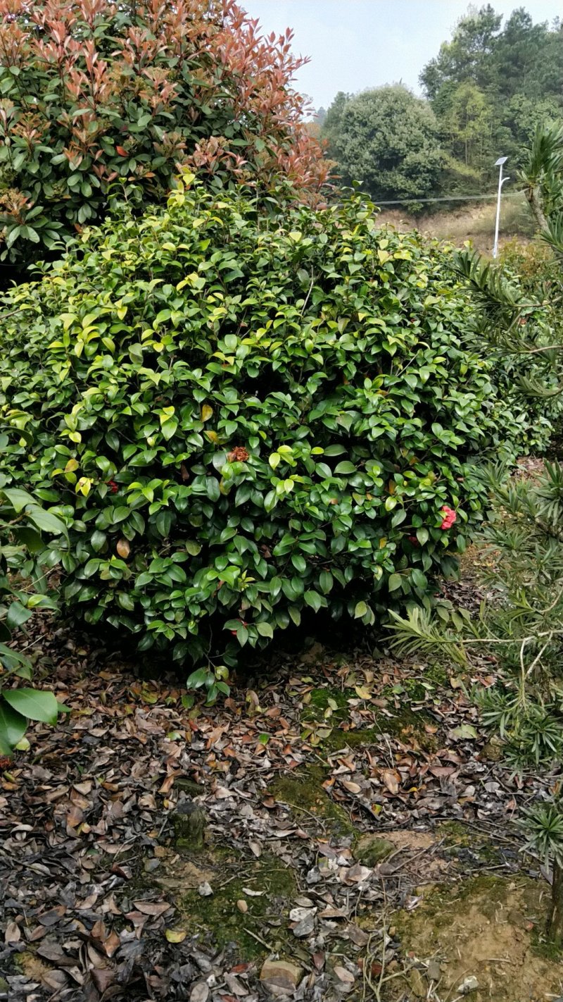 大量供应茶花，大叶七星茶花，冠有20公分到三米