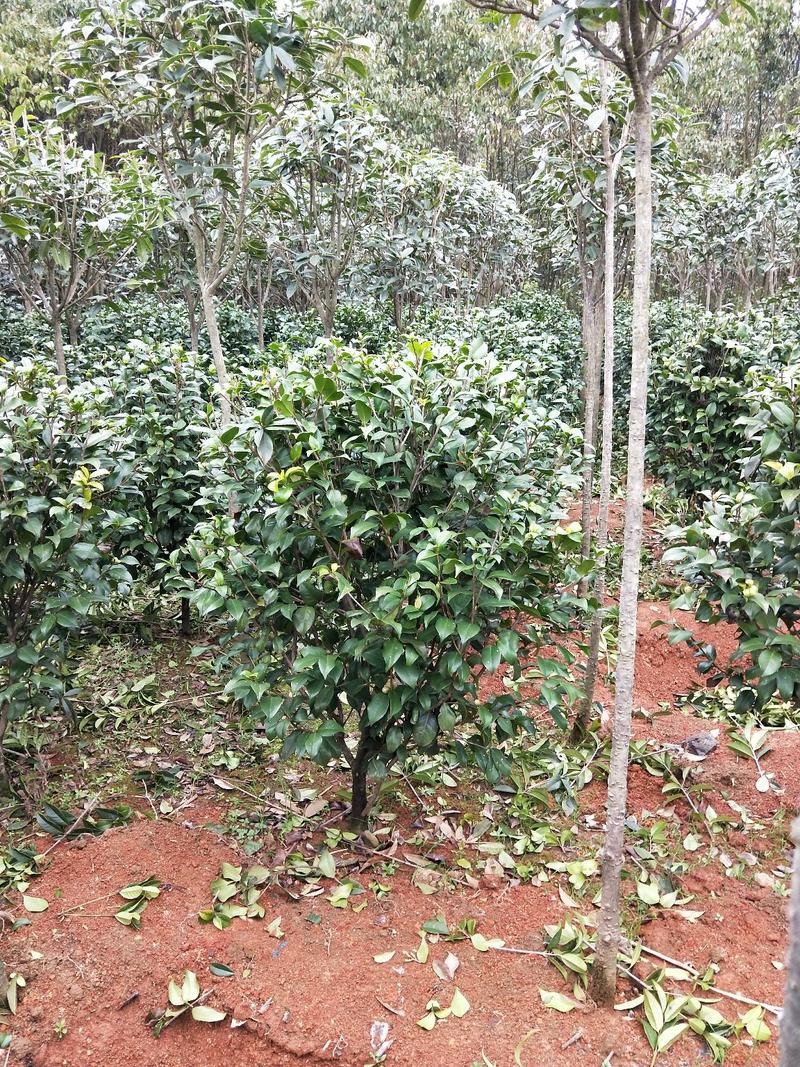 大量供应茶花，大叶七星茶花，冠有20公分到三米