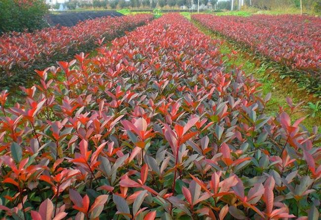 一幅中国地图,用不同颜色标注红叶石楠与椤木石楠的主要分布区域:红叶石楠以橙色点阵覆盖浙江、江苏、四川、湖南等省份,表示大规模人工栽培区;椤木石楠以绿色斑块标注湖北西部、重庆东部、贵州北部及广西东北部山区,代表其天然分布带;地图下方配有气候参数条,显示二者适生温度与降水范围 中国红叶石楠与椤木石楠地理分布示意图