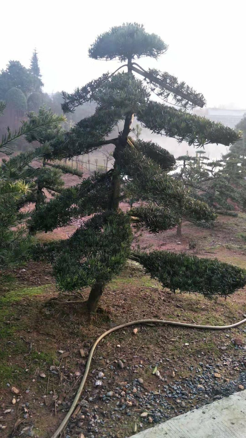 供应各种造型红继木桩，榆树庄，女贞桩，等等