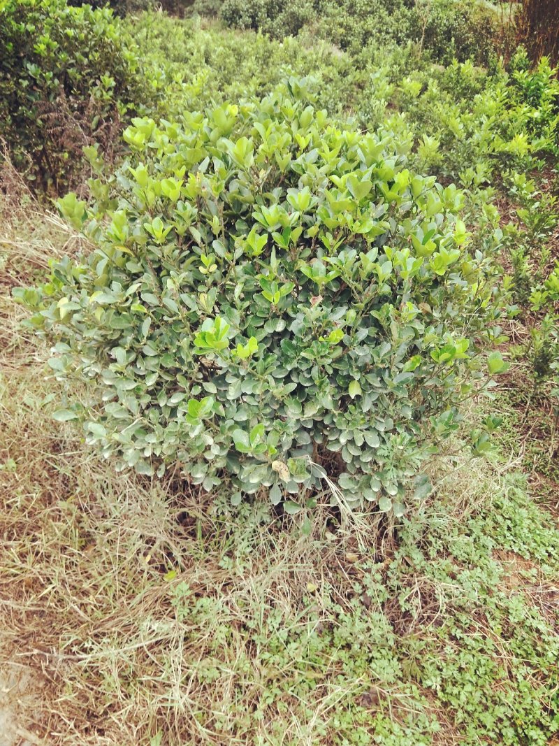 大量供应各种小毛球p4O一2米5，供应各种色块小苗球，