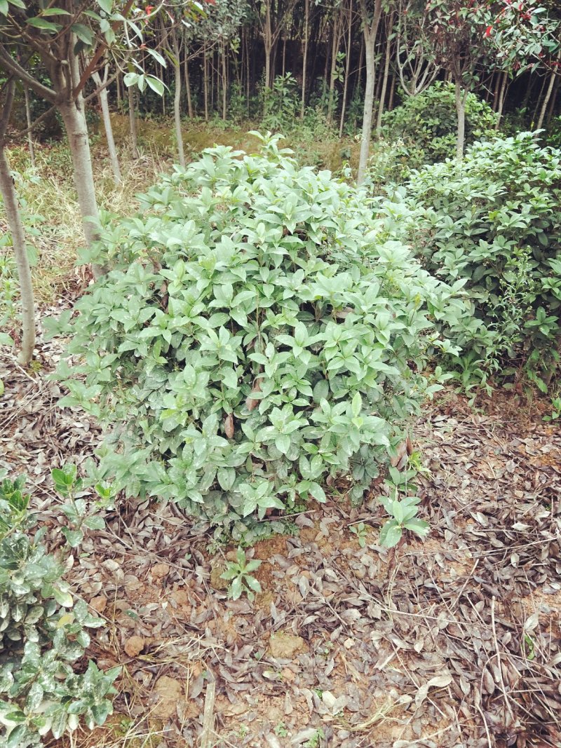 大量供应各种小毛球p4O一2米5，供应各种色块小苗球，