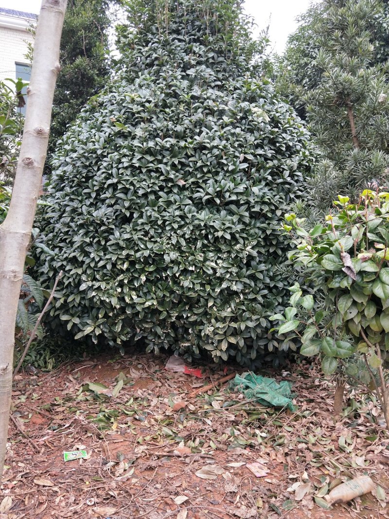 大量供应各种小毛球p4O一2米5，供应各种色块小苗球，