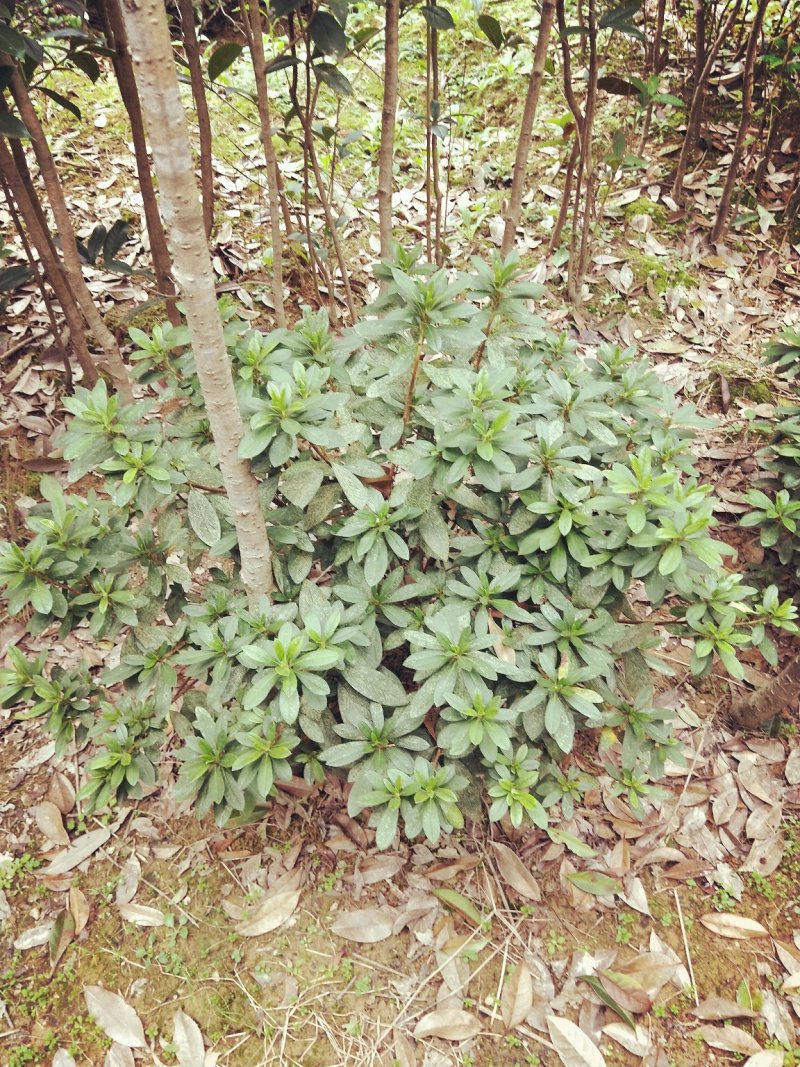 大量供应各种小毛球p4O一2米5，供应各种色块小苗球，