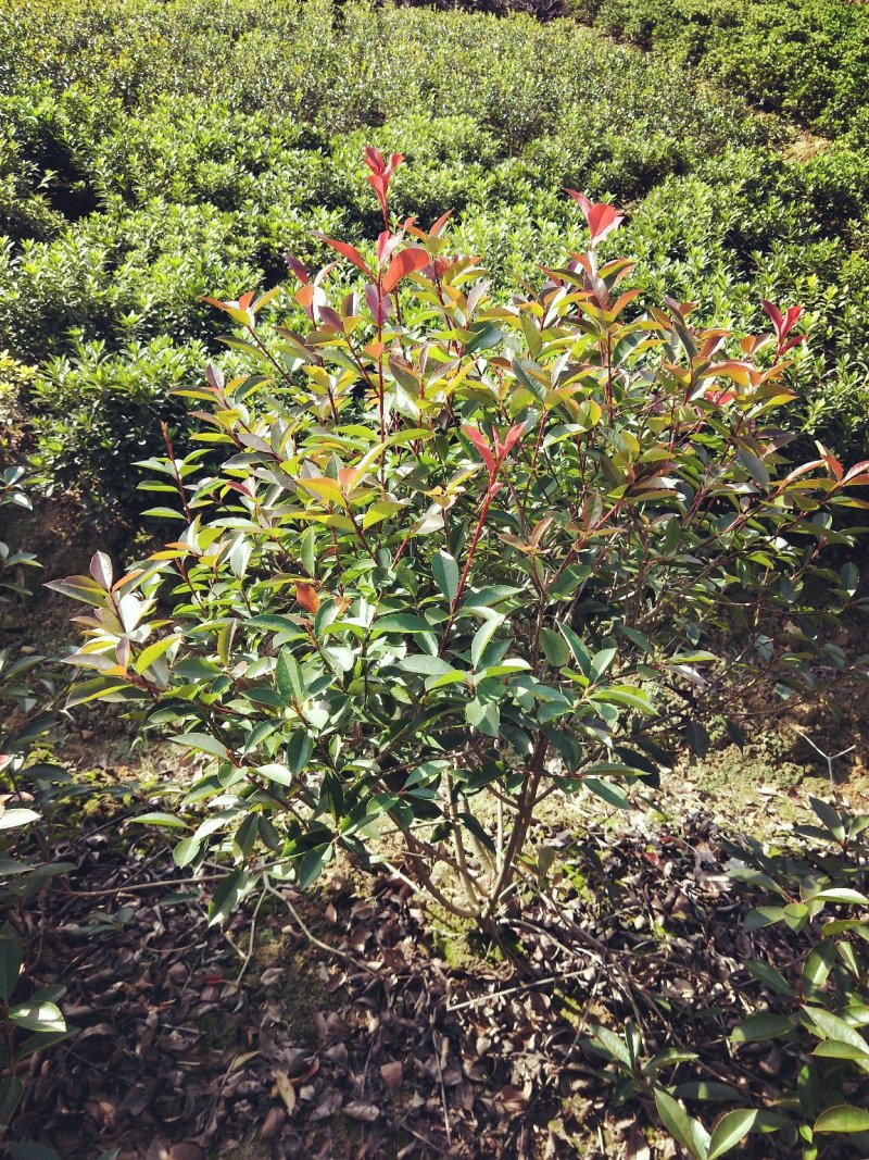 大量供应各种小毛球p4O一2米5，供应各种色块小苗球，