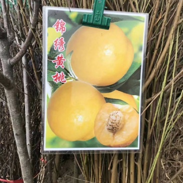 大量供应果树苗30公分到2米高的，2一15公分