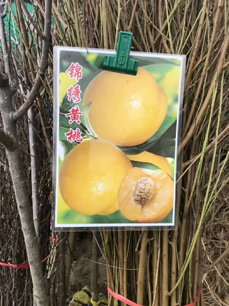 大量供应果树苗30公分到2米高的，2一15公分