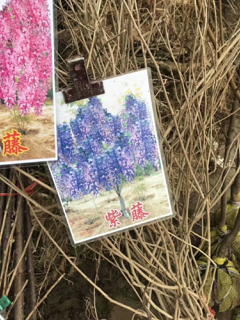 大量供应果树苗30公分到2米高的，2一15公分