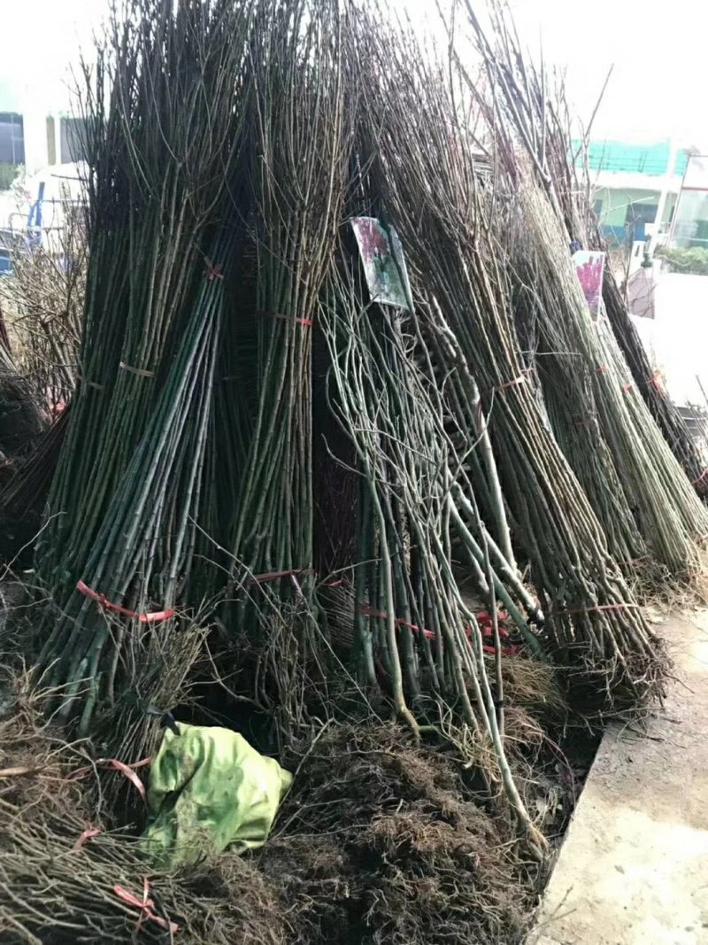 大量供应果树苗30公分到2米高的，2一15公分