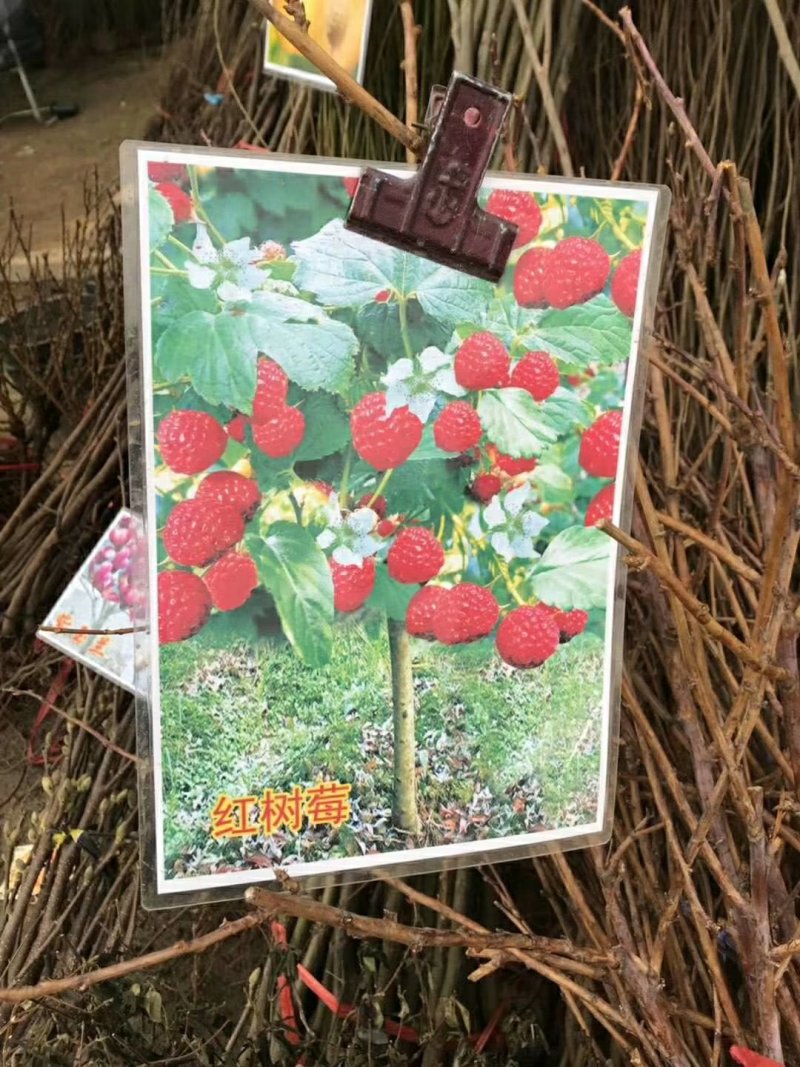 大量供应果树苗30公分到2米高的，2一15公分