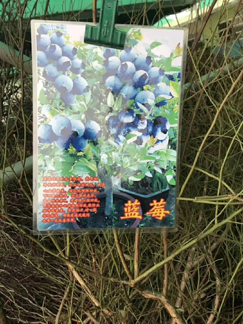 大量供应果树苗30公分到2米高的，2一15公分