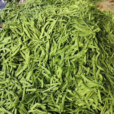 芸豆