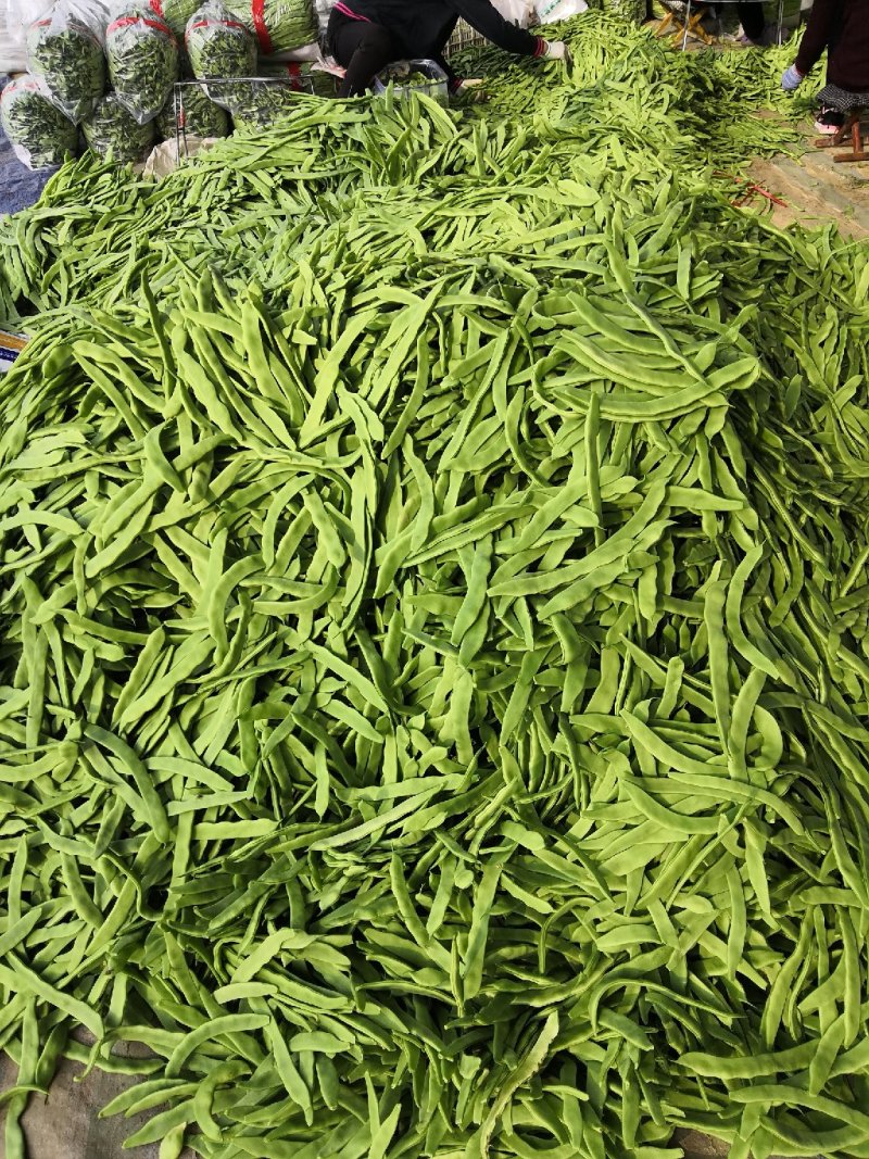芸豆