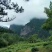 高山雲雾大方生态茶
