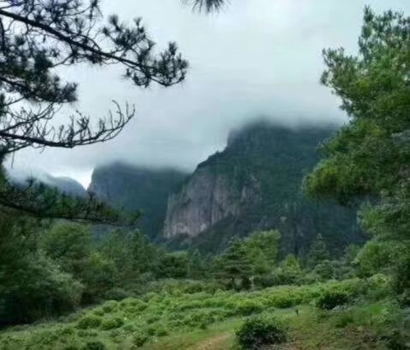 高山雲雾大方生态茶