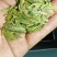 高山雲雾大方生态茶