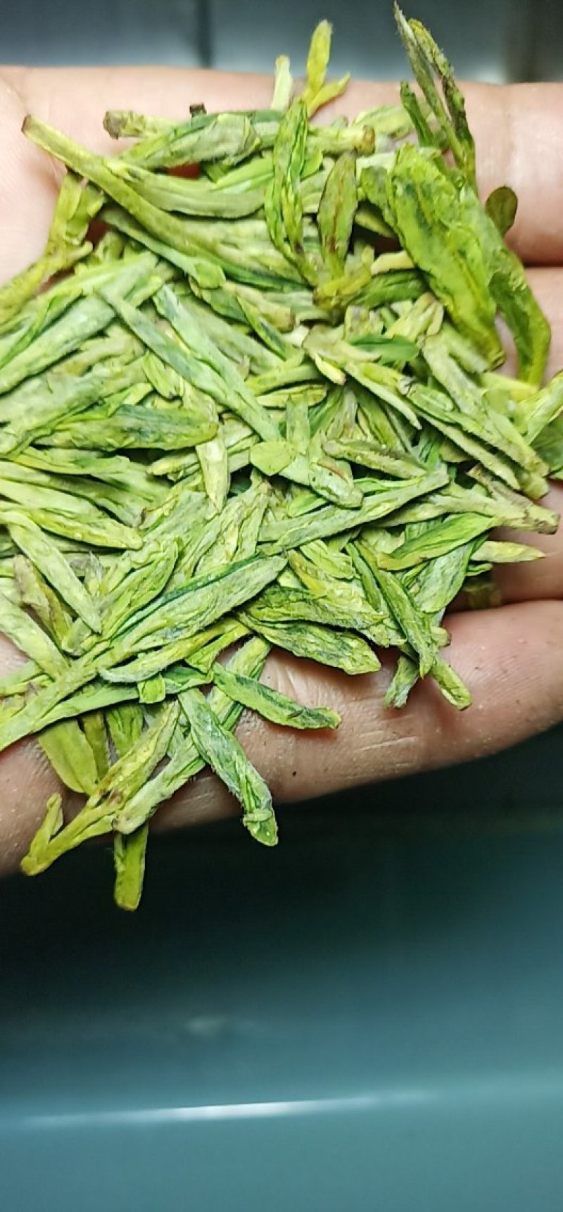 高山雲雾大方生态茶
