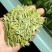 高山雲雾大方生态茶