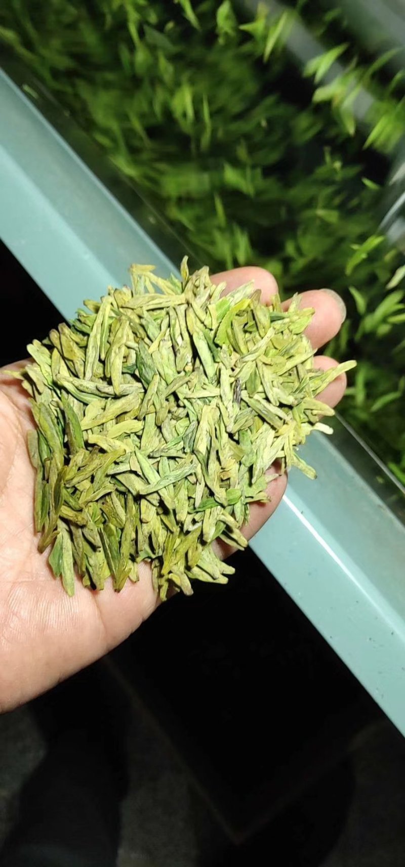 高山雲雾大方生态茶