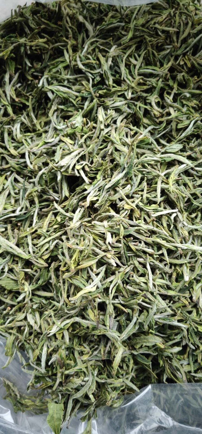 高山雲雾大方生态茶